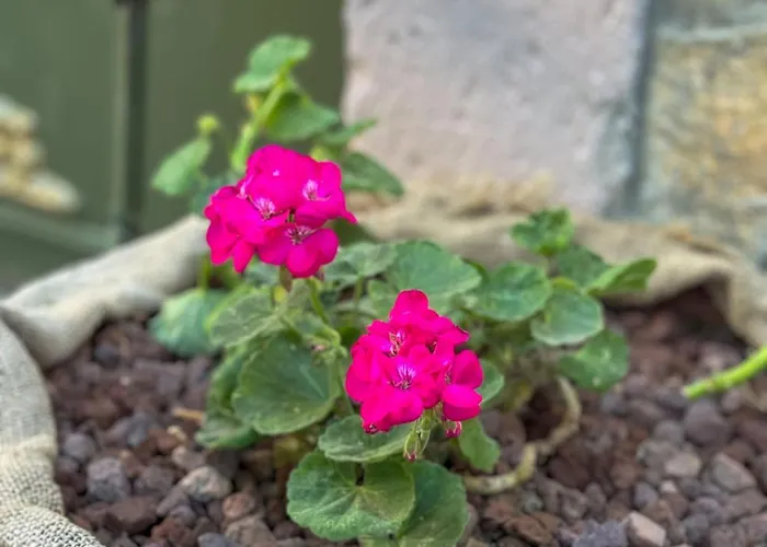 Πανσιόν Olivia1845 Over 16 Years Old *